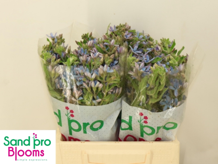 <h4>OXY CO TAN PURE BLU</h4>