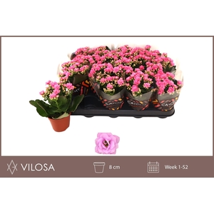 KAL GE ZETA LILAC