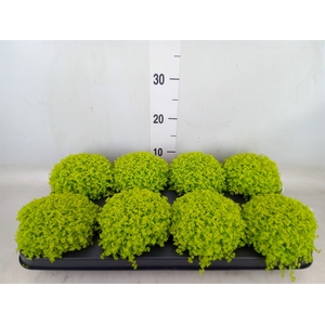 Soleirolia soleirolii 'Aurea'