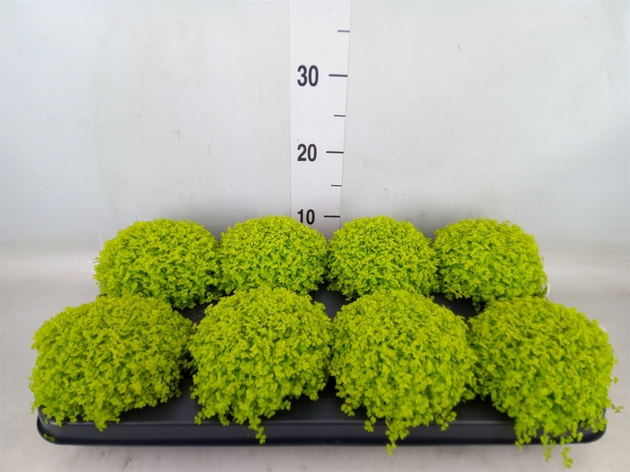 <h4>Soleirolia soleirolii 'Aurea'</h4>