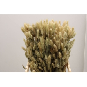 Dried Lagurus Naturel