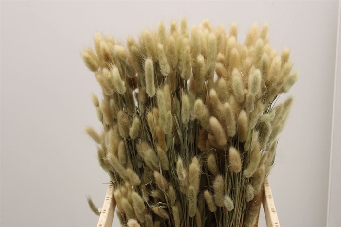<h4>Dried Lagurus Naturel</h4>