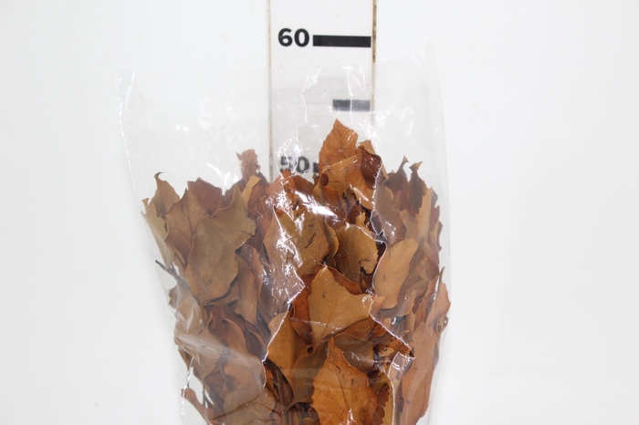 <h4>LANTA SECA CARNE DE VACA LARANJA 50CM</h4>