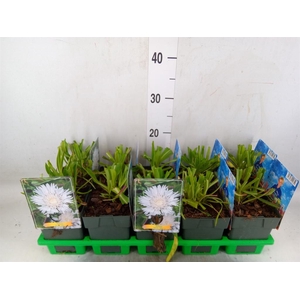 Stokesia laevis