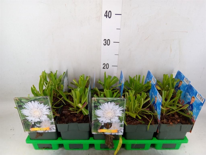 <h4>Stokesia laevis</h4>