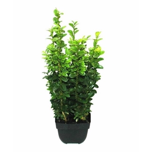 Buxus sempervirens struik