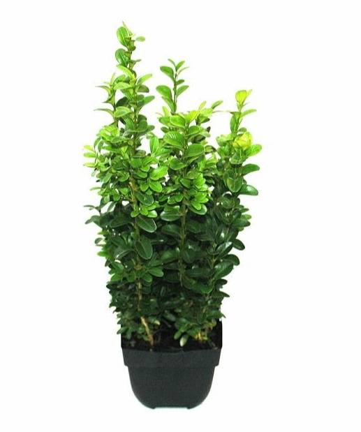 <h4>Buxus sempervirens struik</h4>