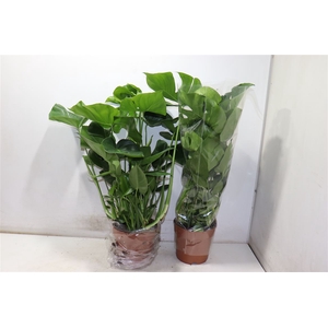 Monstera Deliciosa