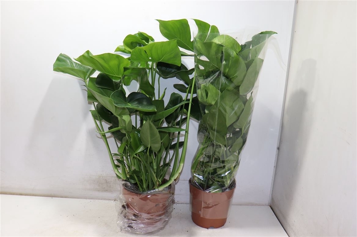 <h4>Monstera Deliciosa</h4>