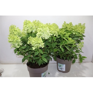 Hydr Pa Panflora