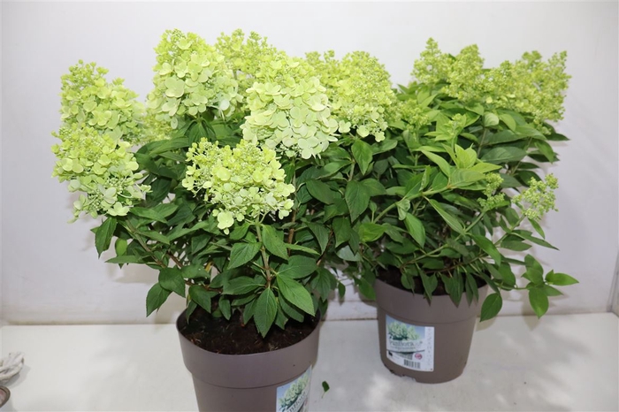 <h4>Hydr Pa Panflora</h4>