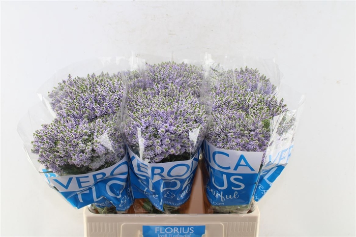 <h4>Veronica Smart Splash</h4>