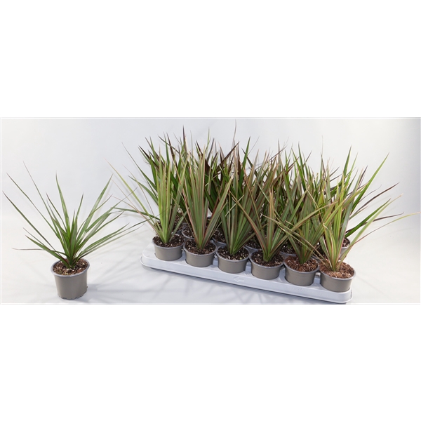 <h4>Dracaena Marginata 3 Soorten, Magrinata,Magenta en Bicolor.</h4>