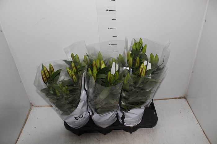 LIRIO P16 BRANCO