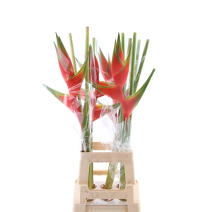 Hel Wagneriana Red (rd)