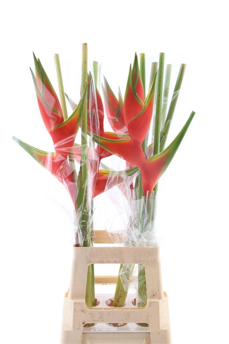 <h4>Hel Wagneriana Red (rd)</h4>