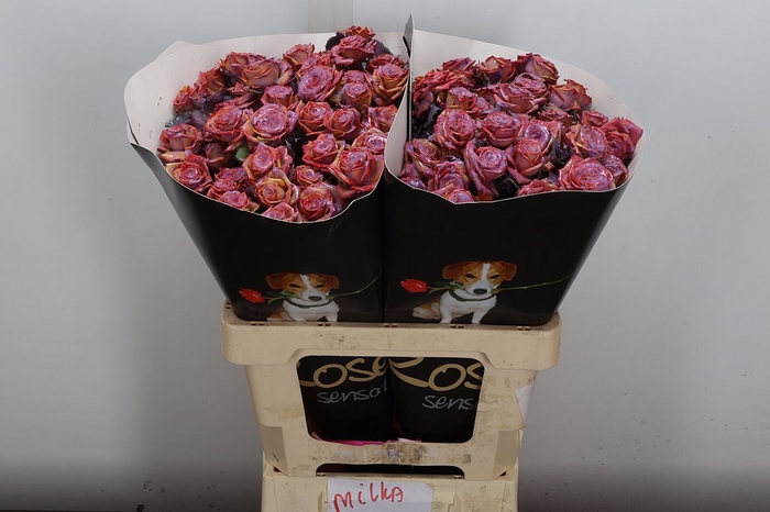 <h4>Wax-Rozen Wax Wit  Zilver glitter</h4>