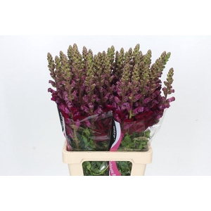 Antirrhinum Potomac Red