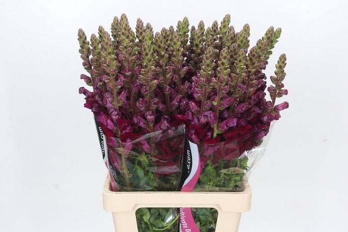 <h4>Antirrhinum Potomac Red</h4>