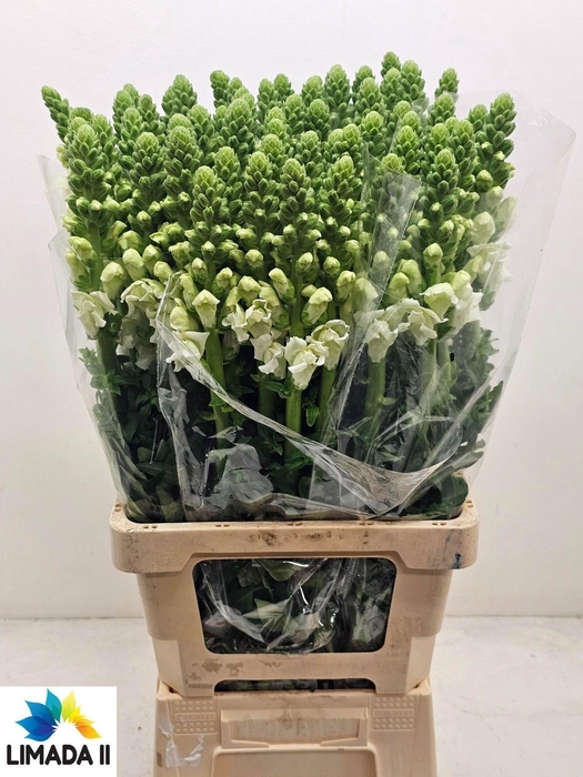 <h4>ANTIR POTO WHITE</h4>