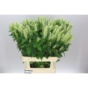 Agastache White