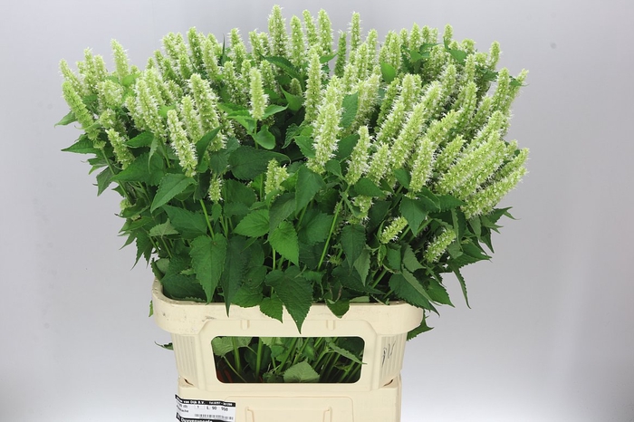 <h4>Agastache White</h4>