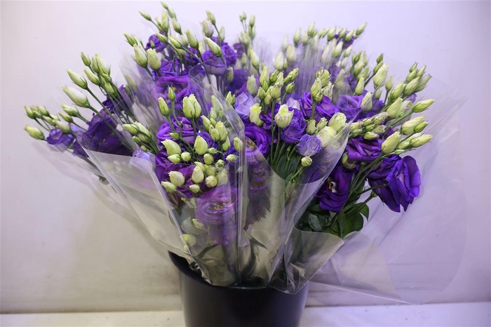 <h4>Eus G Rosi Blue X3</h4>