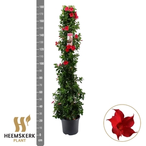 MANDE SUMMERST RED