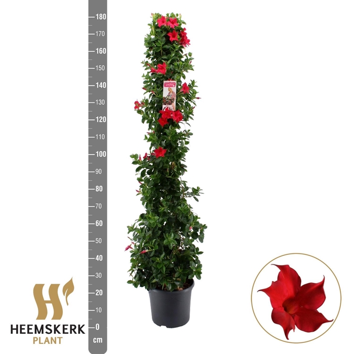 <h4>MANDE SUMMERST RED</h4>