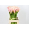 Zantedeschia Eydolls Salmon