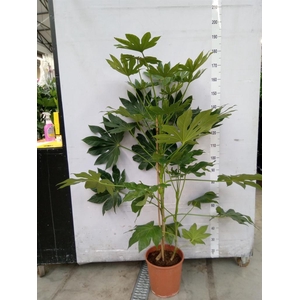 Fatsia japonica   ...