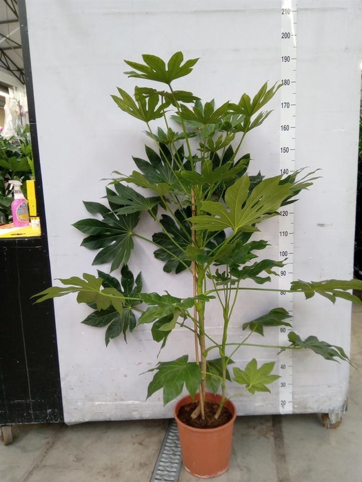 <h4>Fatsia japonica   ...</h4>