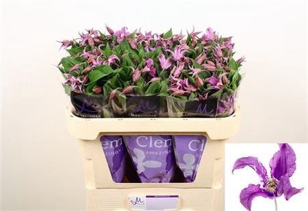 <h4>CLEM AMAZING ROME</h4>