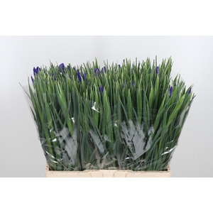 Iris Blue Magic