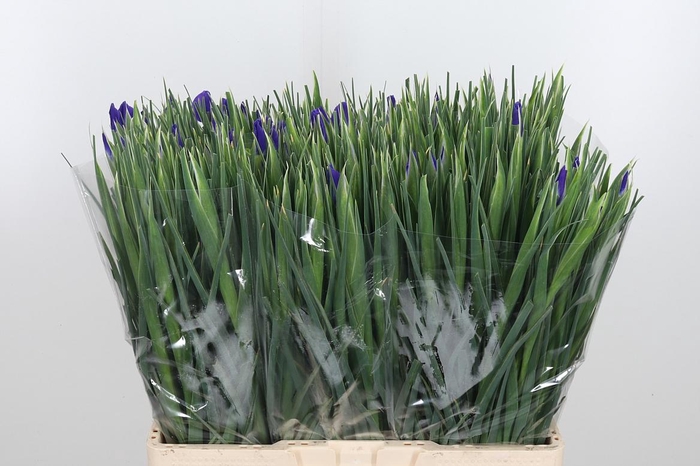 <h4>Iris Blue Magic</h4>