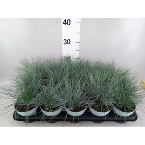 Festuca glauca 'Compacta Blue'