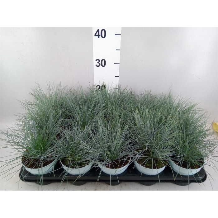 <h4>Festuca glauca 'Compacta Blue'</h4>