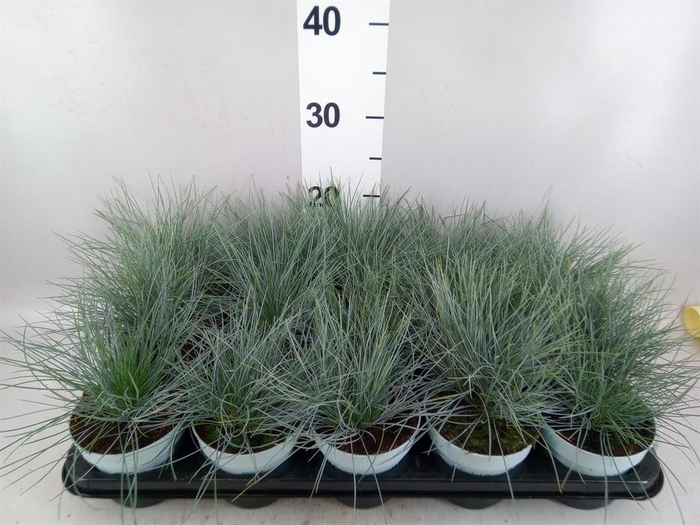 Festuca glauca 'Compacta Blue'
