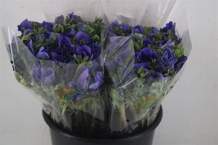 <h4>Anem Mistral Blue</h4>