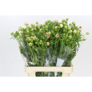 Ranunculus Butterfly Ariadne