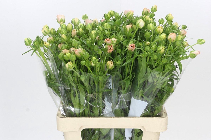 <h4>Ranunculus Butterfly Ariadne</h4>