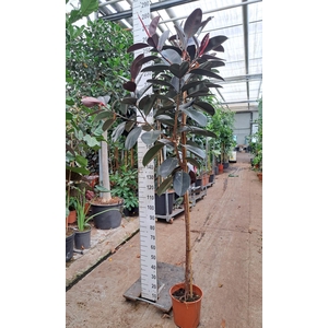 Ficus Elastica Abidjan stam 250