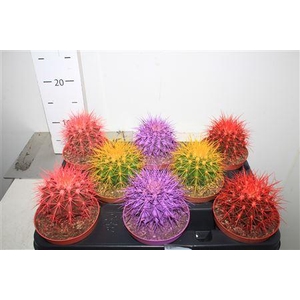 Echinoc Grusonii Rainbow Mix
