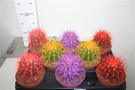 <h4>Echinoc Grusonii Rainbow Mix</h4>