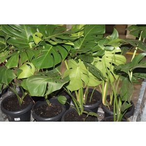 MONSTERA DELICIOSA P30