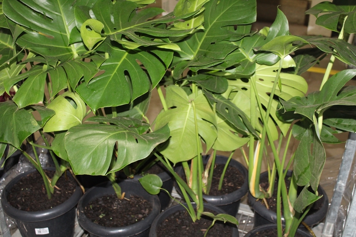 <h4>MONSTERA DELICIOSA P30</h4>