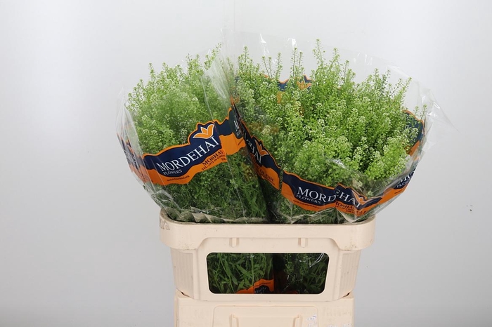 <h4>Lepidium Green Bell</h4>