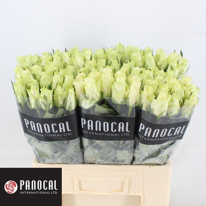 <h4>R GR ATHENA</h4>