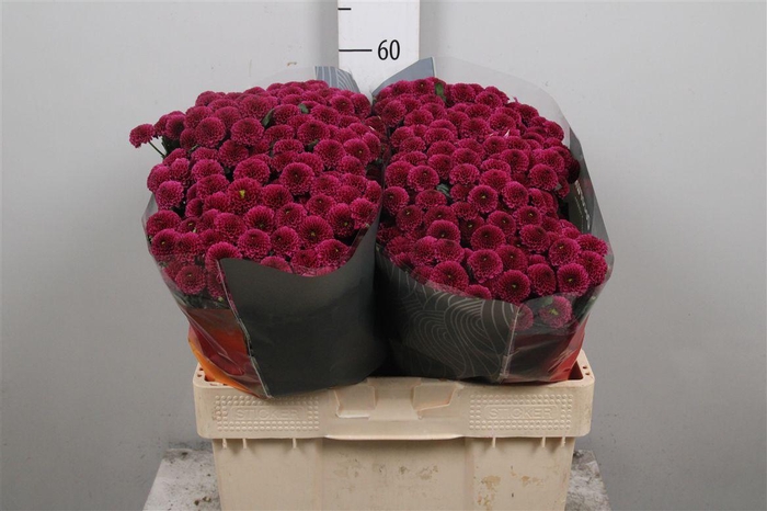 <h4>Chr S Aaa Purpetta</h4>