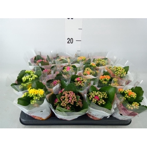 Kalanchoe blos. 'RoyalDon'   ..mix